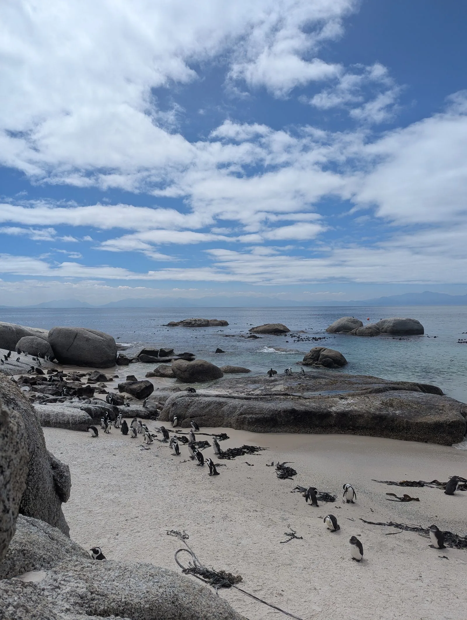 Boulders Beach Penguins: How to Visit