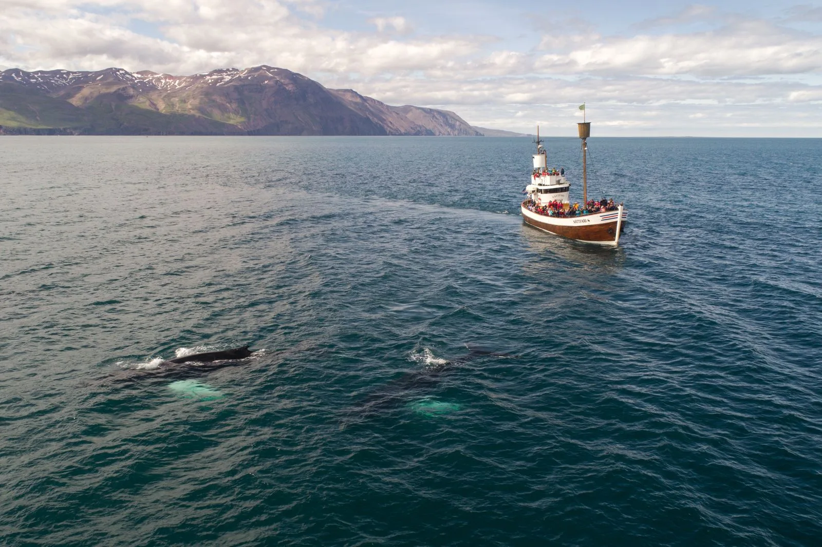 Whale Watching in Hermanus: When & How